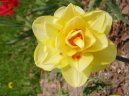 Pokojov rostliny:  > Narcis (Narcissus)
