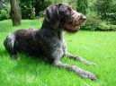 Ps plemena:  > Nmeck ostnosrst oha (Deutsch Stichelhaar, German Rough-haired Pointing Dog)