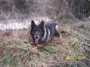:  > Nmeck ovk (German Shepherd Dog)