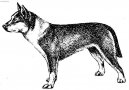 Norsk lundehund