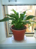 Pokojov rostliny:  > Obdob klidu (Plants during hibernation)
