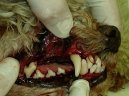Ps plemena:  > Odstrann zubnho kamene ultrazvukem (Veterinrn zkroky)