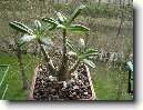 Fotky: Pachypodium, madagaskarsk palma (foto, obrazky)