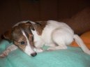 :  > Parson Russel Terir (Parson Russel Terrier)