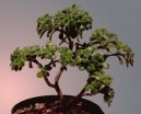 Pokojov rostliny: Pstitelsk rady > Pstovn bonsaj (Bonsai)