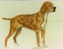 Ps plemena:  > Portugalsk oha (Portuguese Pointing Dog)