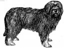 Ps plemena:  > Portugalsk ovk (Portuguese sheepdog)