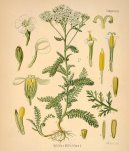 :  > ebek obecn (Achillea millefolium)