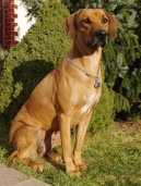 Fotky: Rhodsk ridgeback, Rhodzsk ridgeback (foto, obrazky)