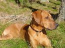 Fotky: Rhodsk ridgeback, Rhodzsk ridgeback (foto, obrazky)