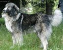 :  > Rumunsk karpatin (Romanian Sheepdog)