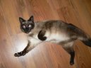 Koky: Siamsk a orientln > Siamsk koka (Siamese Cat)