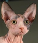 Sphynx