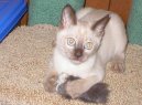 Koky:  > Tonkinsk koka (Tonkinese Cat)