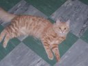 Koky: Polo-dlouhosrst > Tureck Angora (Turkish Angora Cat)