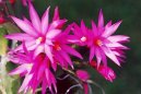 Pokojov rostliny:  > Velikonon kaktus (Rhipsalidopsis)