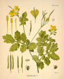 Pokojov rostliny:  > Vlatovink Vt (Chelidonium majus L.)