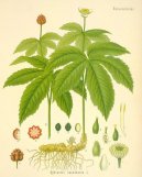 Pokojov rostliny:  > Vodilka Kanadsk (Hydrastis canadensis)