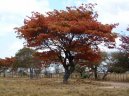 Fotky: Zimbabwe (foto, obrazky)