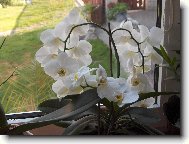 Phalaenopsis