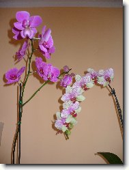 phalaenopsis