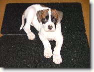 american bulldog /typ standart/