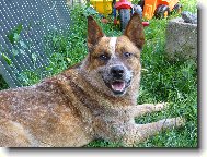 ACD