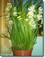 Cimbidium 2006