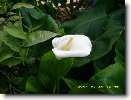 anthurium