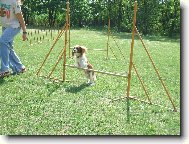 Charlie na agility