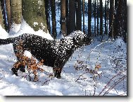 Curly Coated Retriever