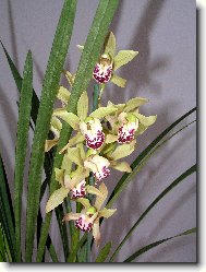 Cymbidium