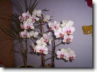 phalaenopsis