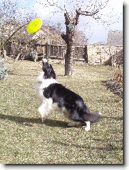 Dogfrisbee;-)