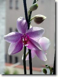 Phalaenopsis