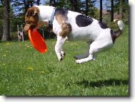 Montyho frisbee