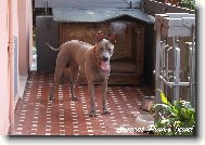 www.thairidgebackdog.info