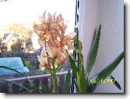 cymbidium