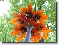 Fritillaria imperialis - ebk krlovsk