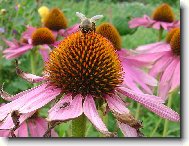 echinacea