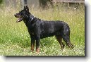 Beauceron