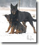 Beauceron