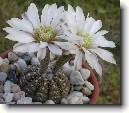 Kaktus Gymnocalycium