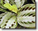 Maranta