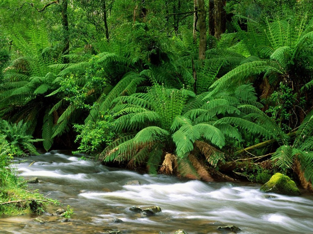 Foto: Yarra Ranges National Park, Australia