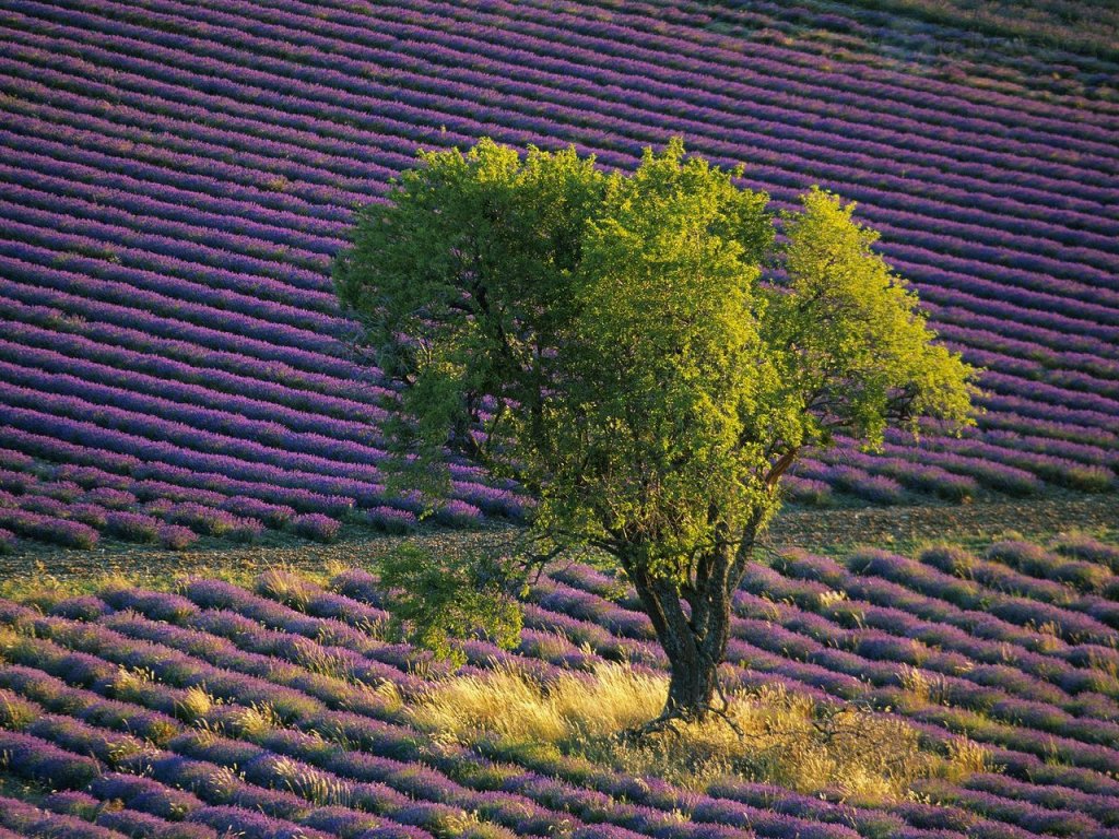 Foto: Lavender Field, Baronnies, France