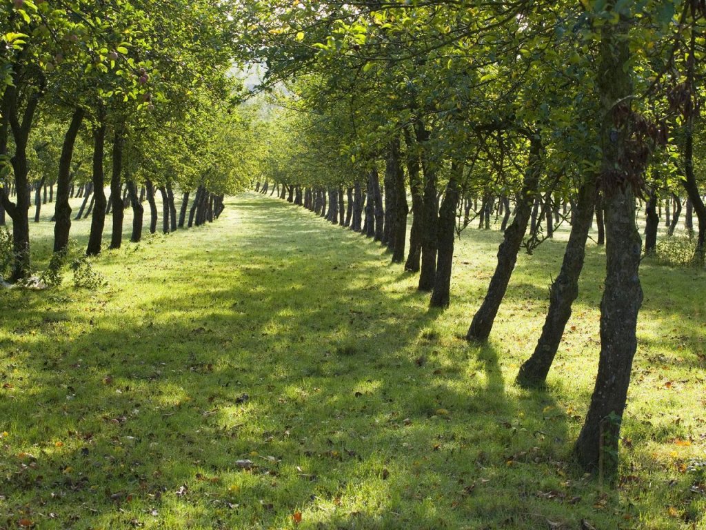 Foto: Orchard, Burrow Hill Cider Farm, Somerset, England