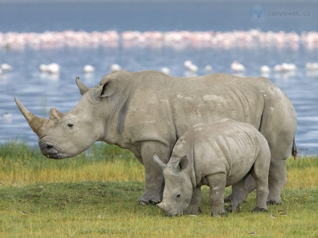 Foto: White Rhinoceros Pair, Lake Nakuru, Kenya