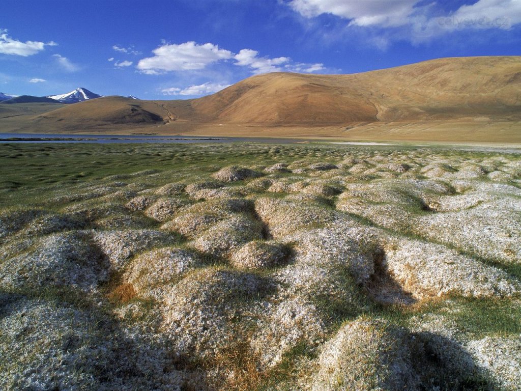 Foto: Tussocks Of Permafrost, Ladakh, India