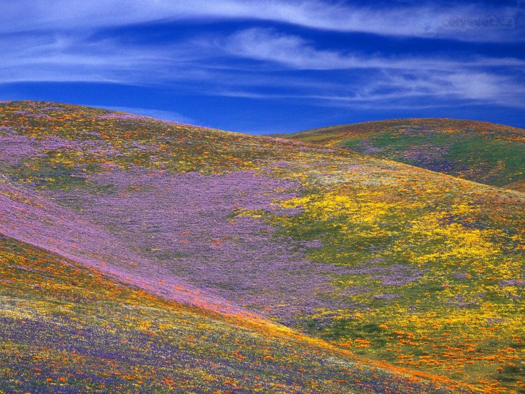 Foto: Profusion Of Wildflowers, Gorman, California